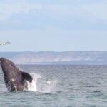 Mastering Operational Excellence: Your Practical Guide to Maturity Models